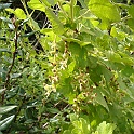 ribes indecorum